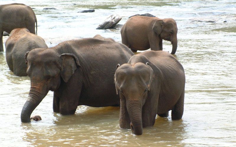 elephants dans un lac